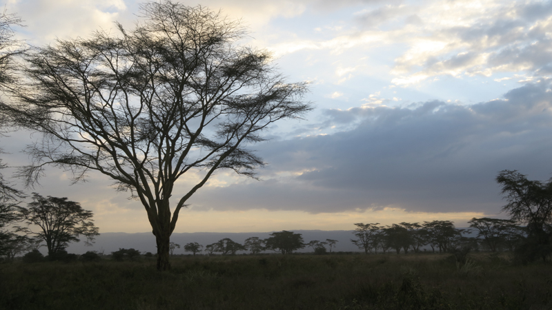 Von der Massai Mara zum Nakuru NP