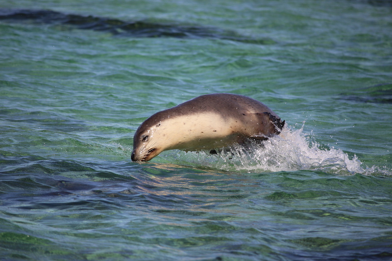 Schwimmen mit Delfinen und Seelöwen